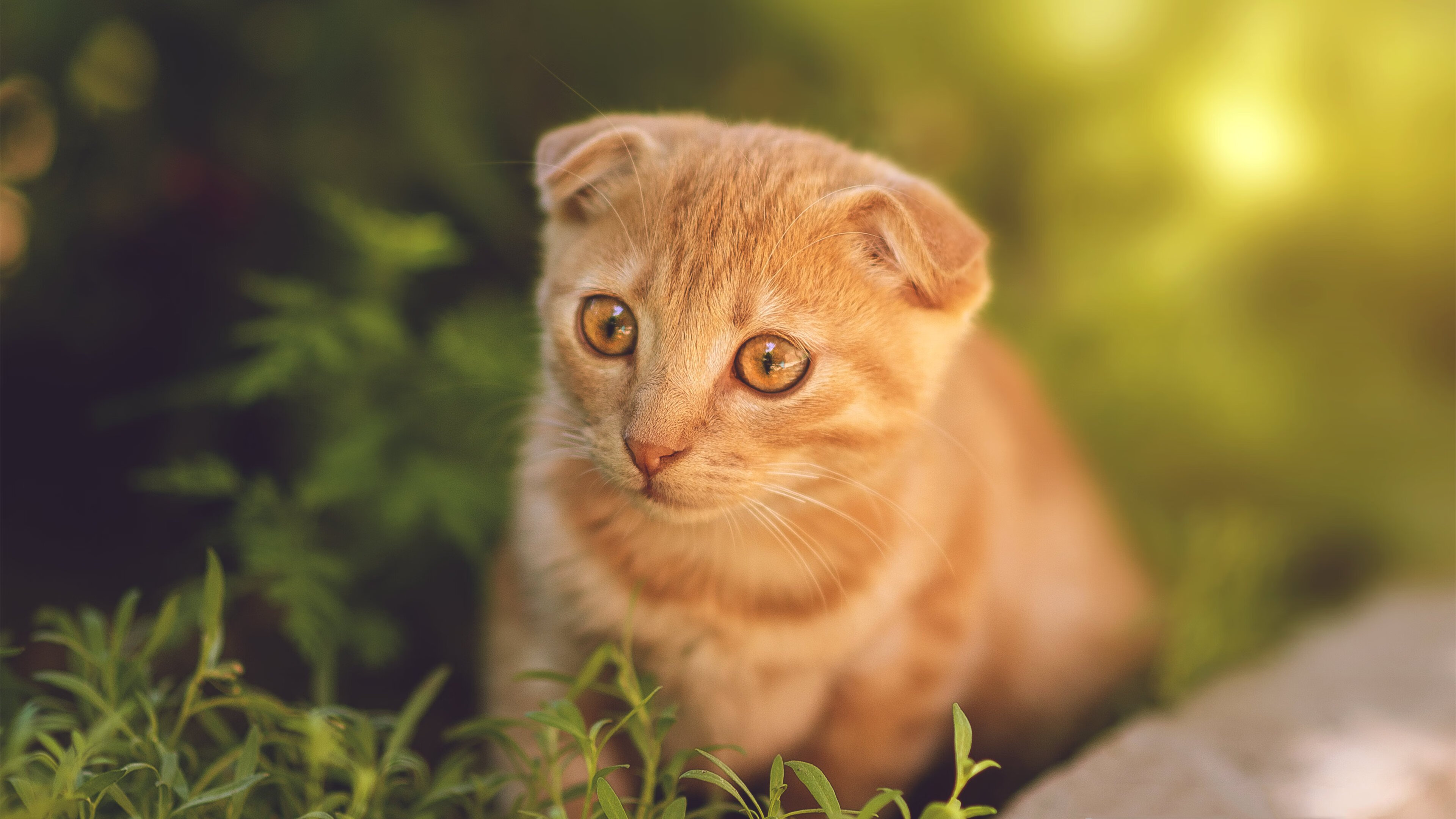 亚洲风暴席卷美利坚！广东横扫独行侠，世界篮球版图迎来新王当立？