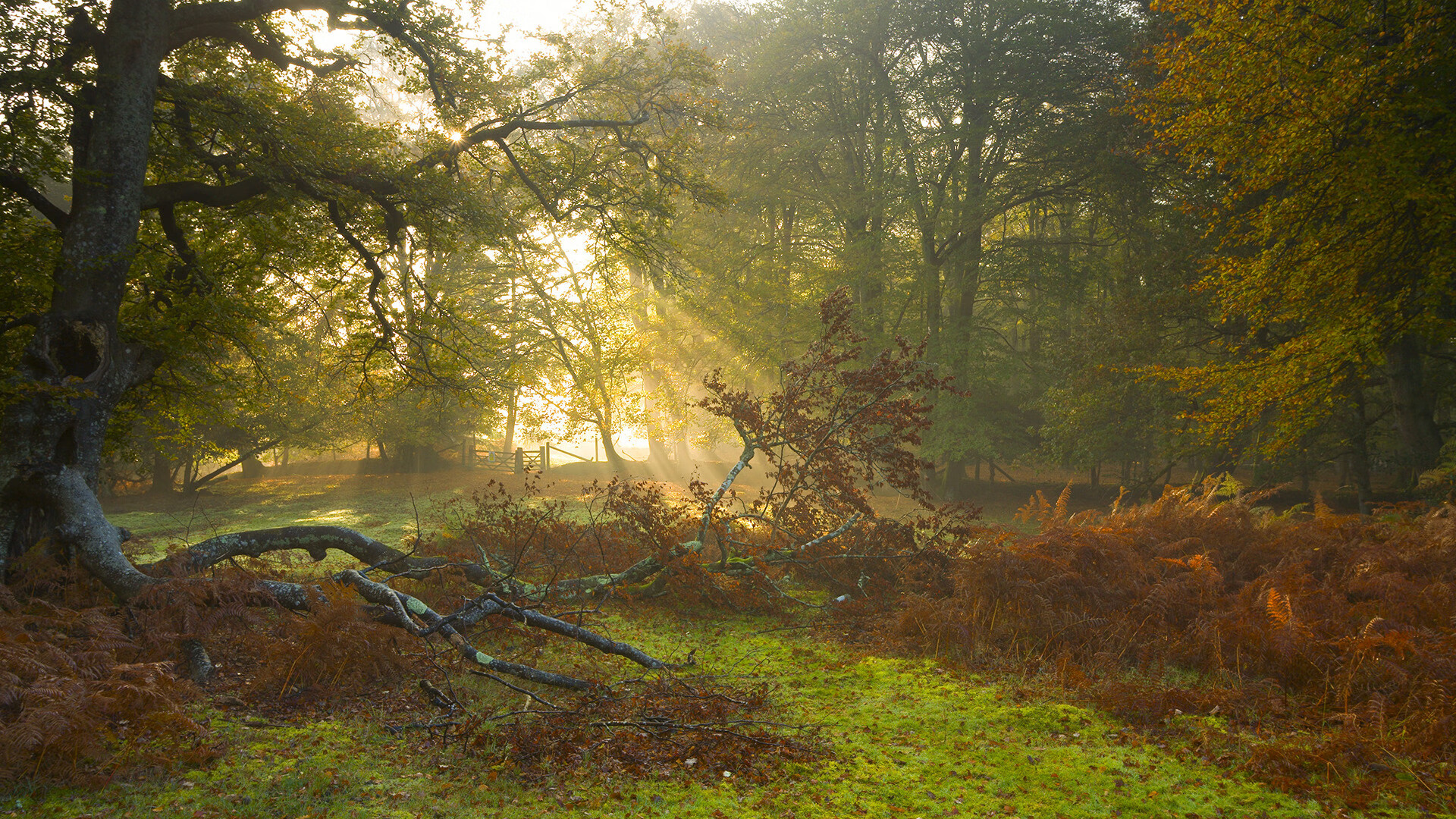 轰鸣的序章与末节钟声,当F1新赛季在巴林起跑,NBA赛场的开拓者已用意志吹响终场哨